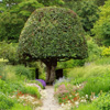 Colour photo of garden